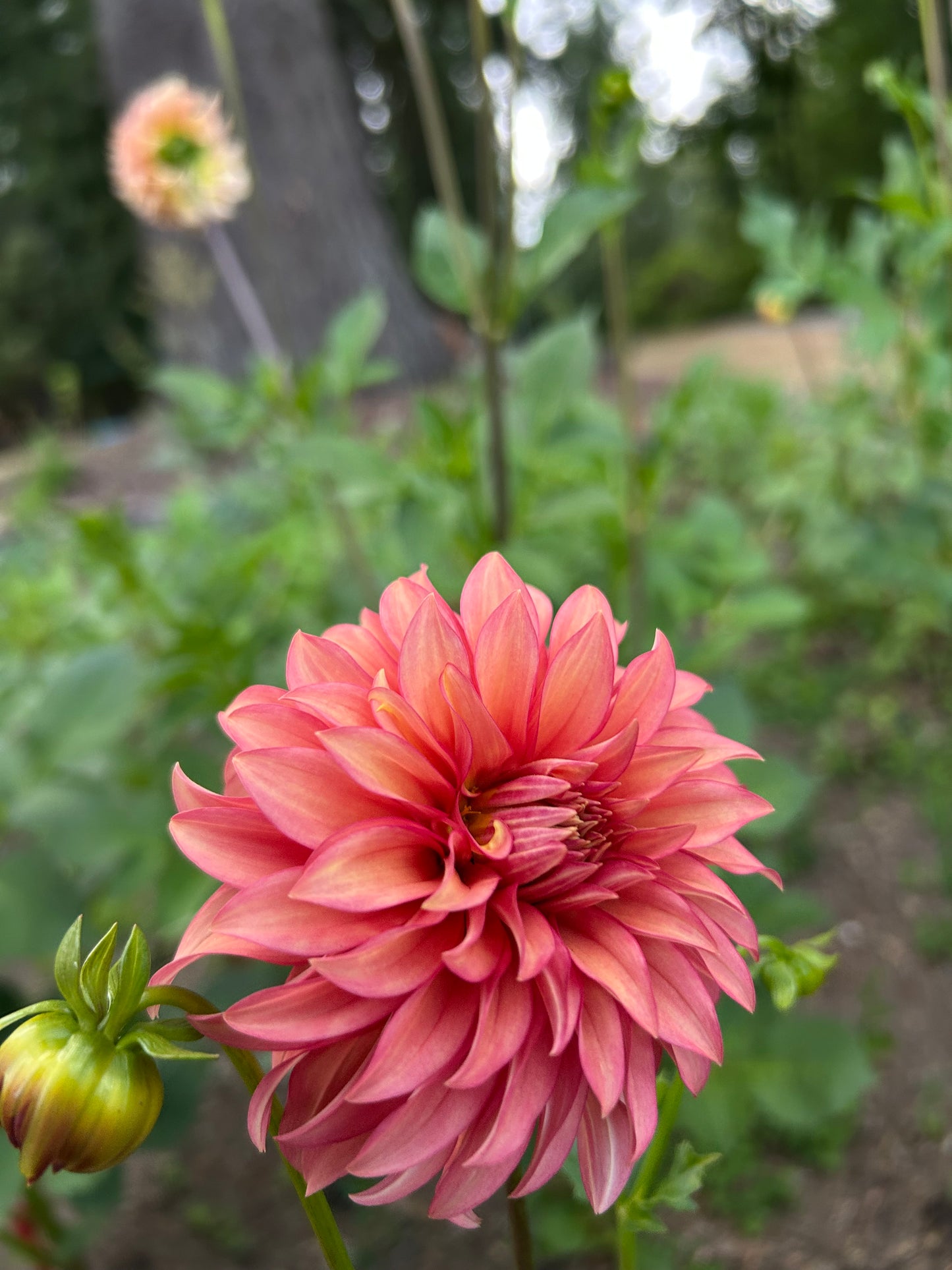 Clearview Cinnabar