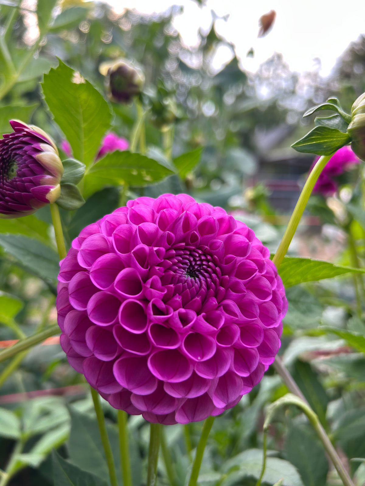 Tahoma Alicia