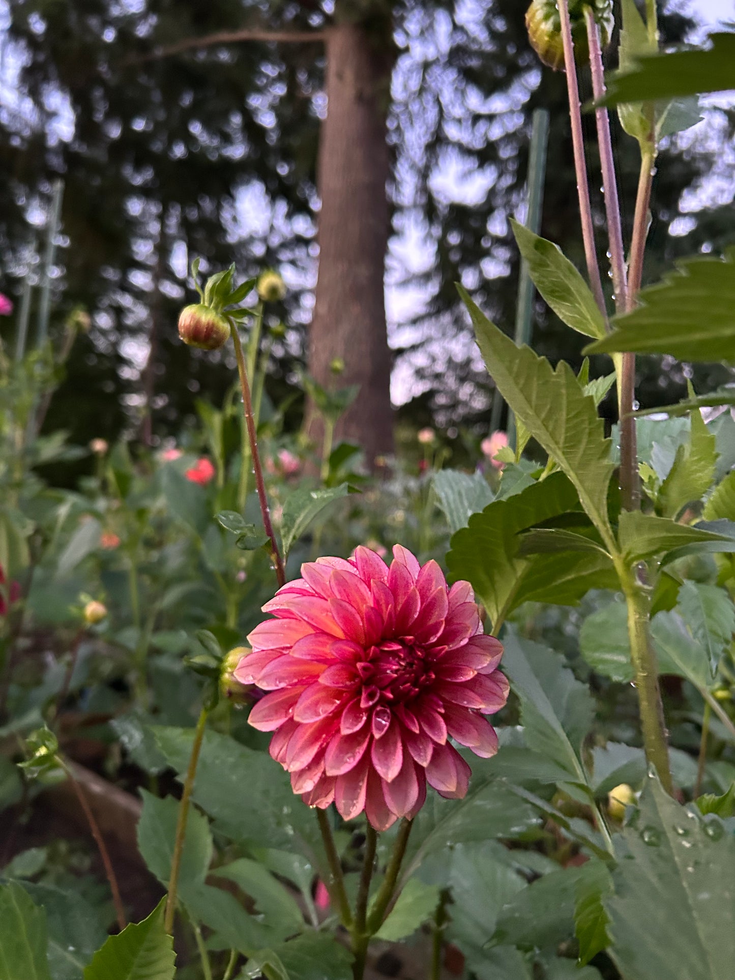 RM Raspberry Twinkle