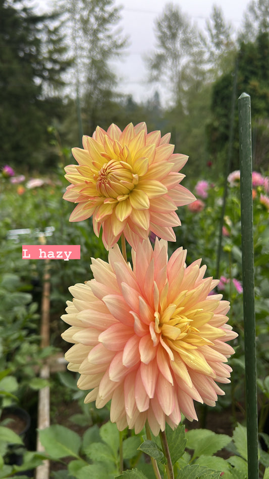 Fall Shipped Rooted Dahlia Cutting- L Hazy