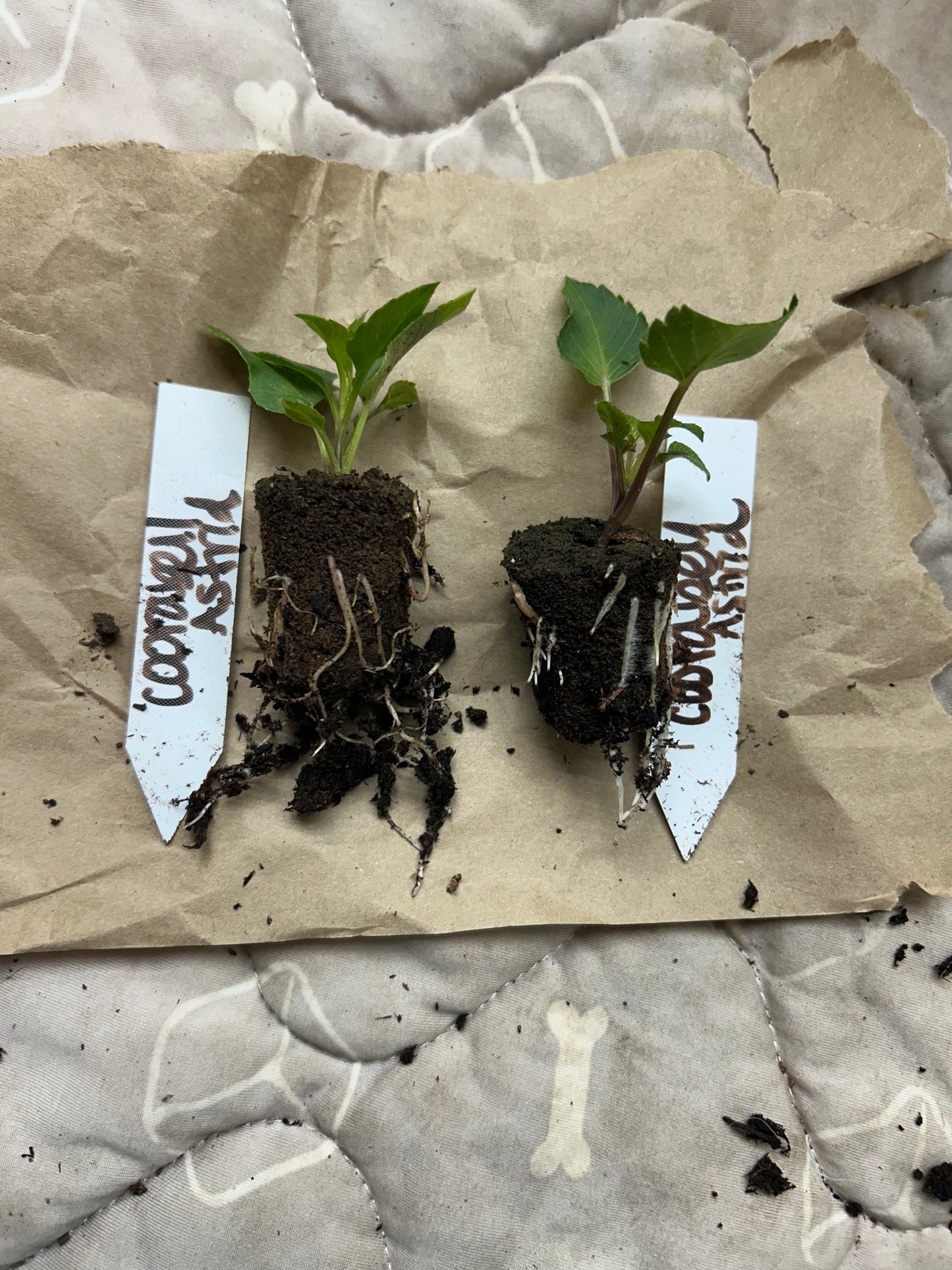 Fall Shipped Rooted Dahlia Cutting - Coorabell Astrid