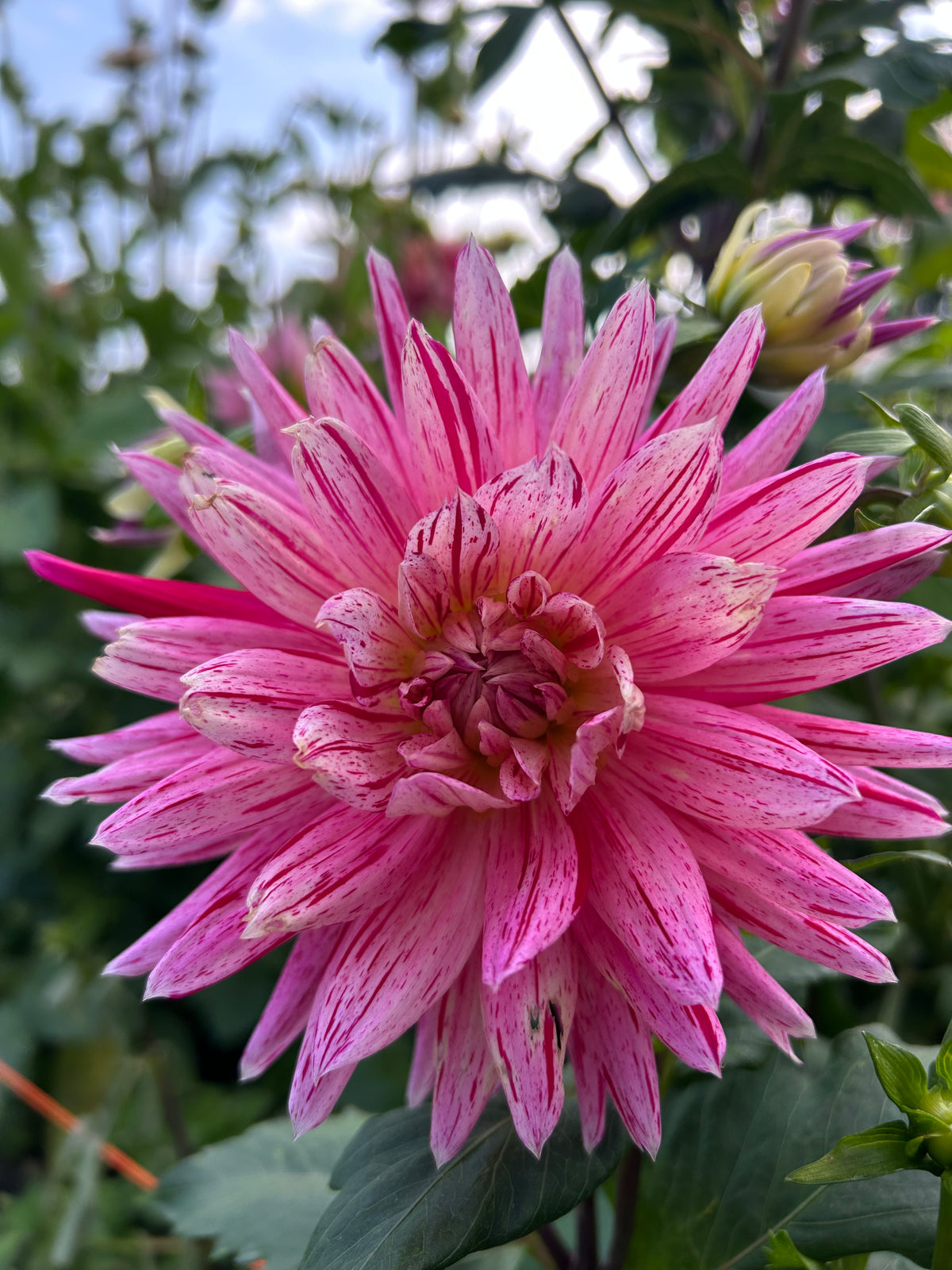 Hollyhill Lilly Anne