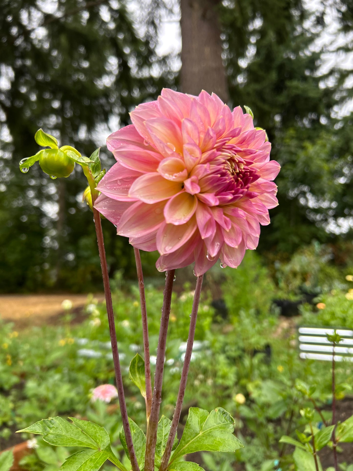 Fall shipped rooted dahlia cutting- Cameo Peach