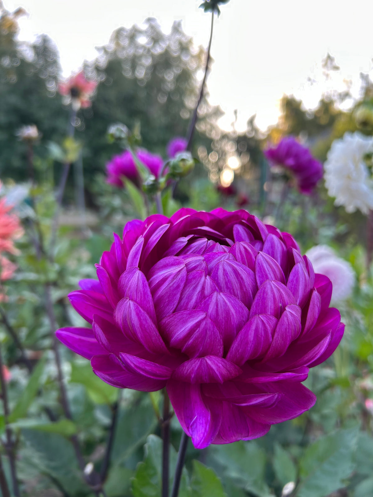 Sandia regal