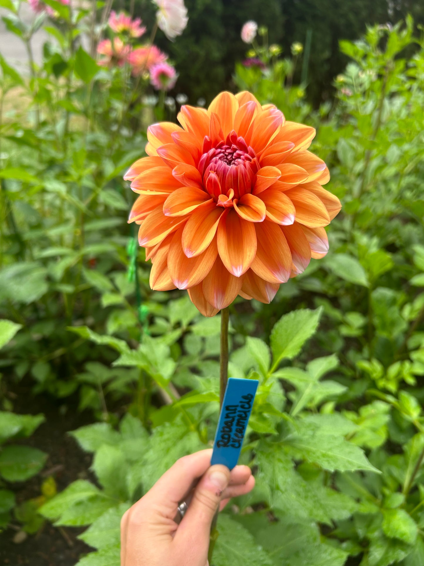 Robann Creamsicle ✨A Pipers Fav✨