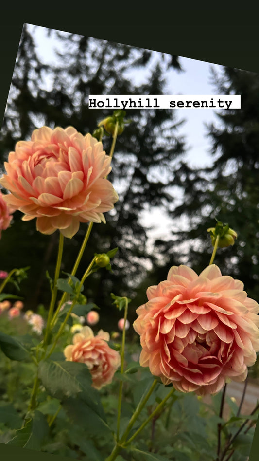 Hollyhill Serenity