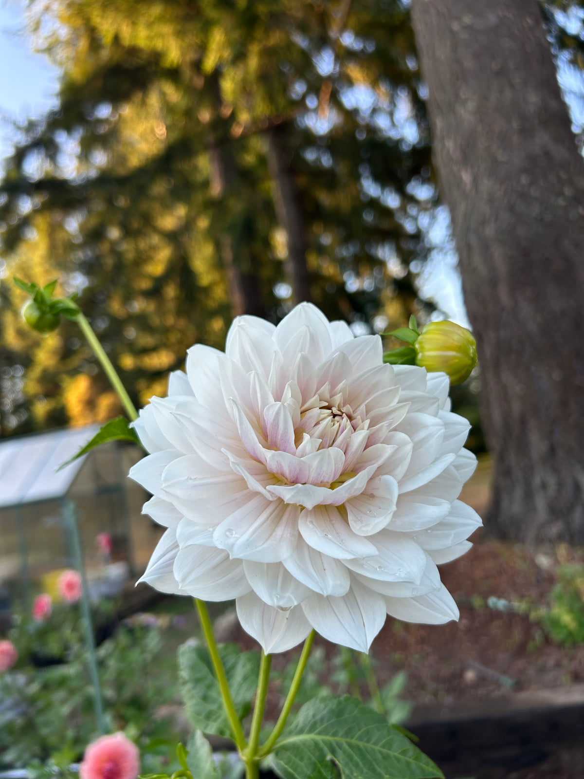 Hollyhill Snowqueen
