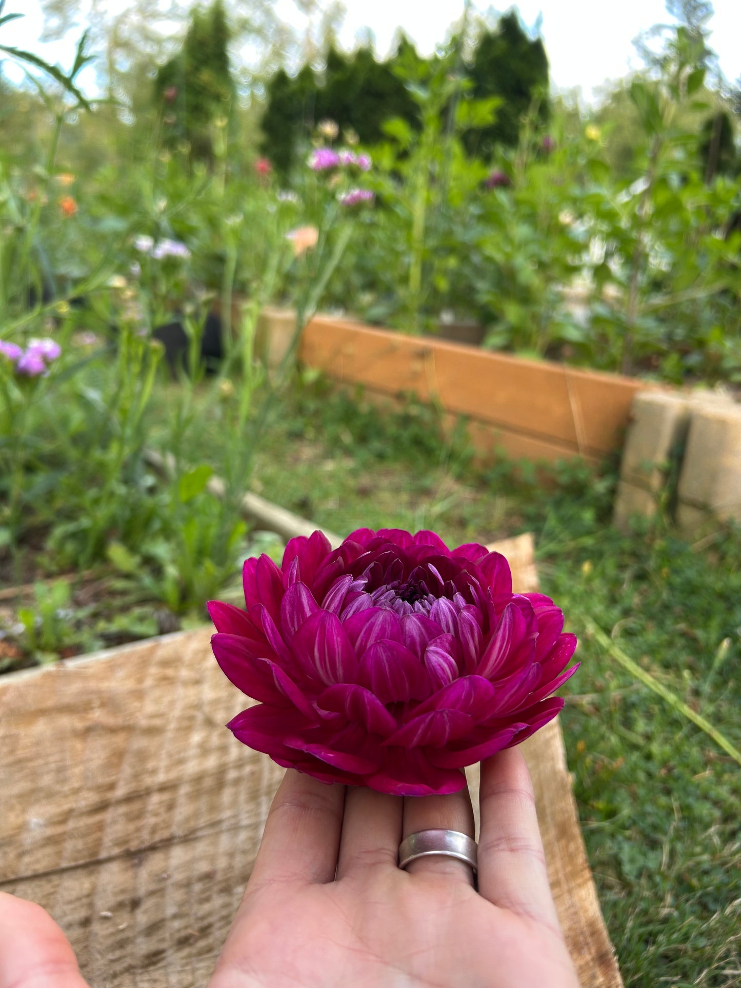 Sandia Bertha