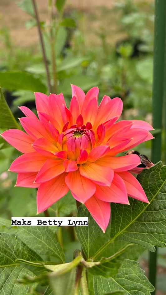 Maks Betty Lynn