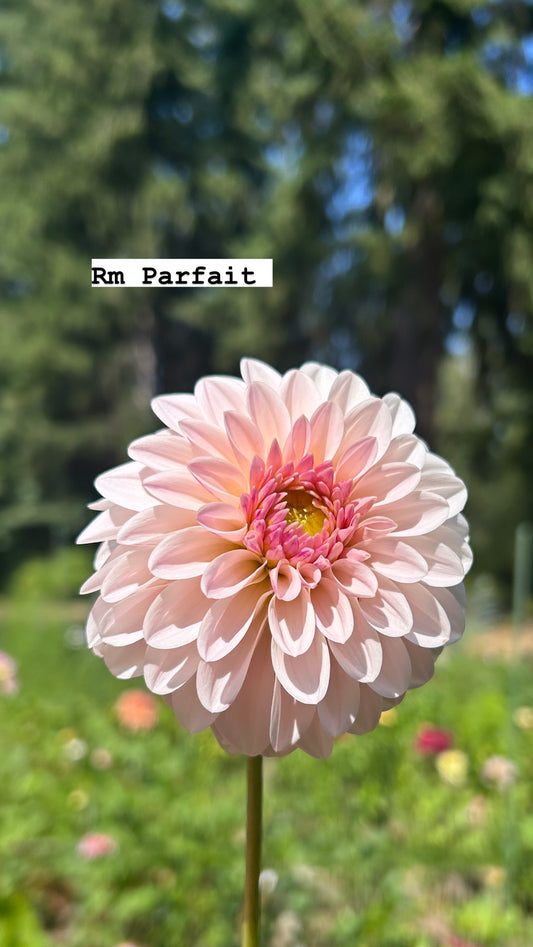 RM Parfait