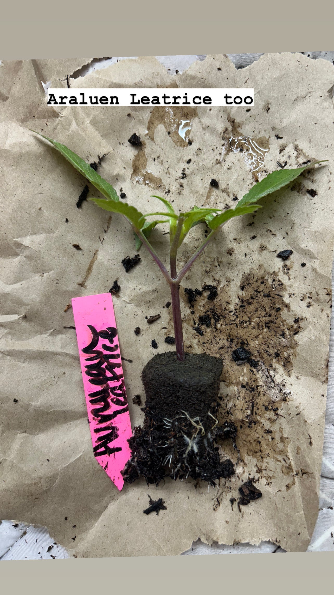 Fall shipped rooted dahlia cutting - Araluen Leatrice