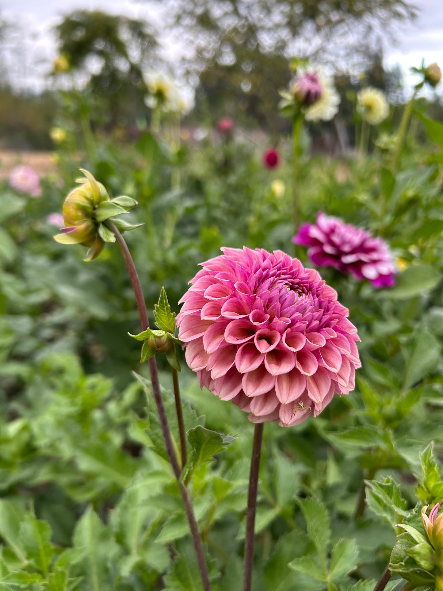 Bracken Rose