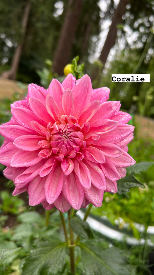 Coralie