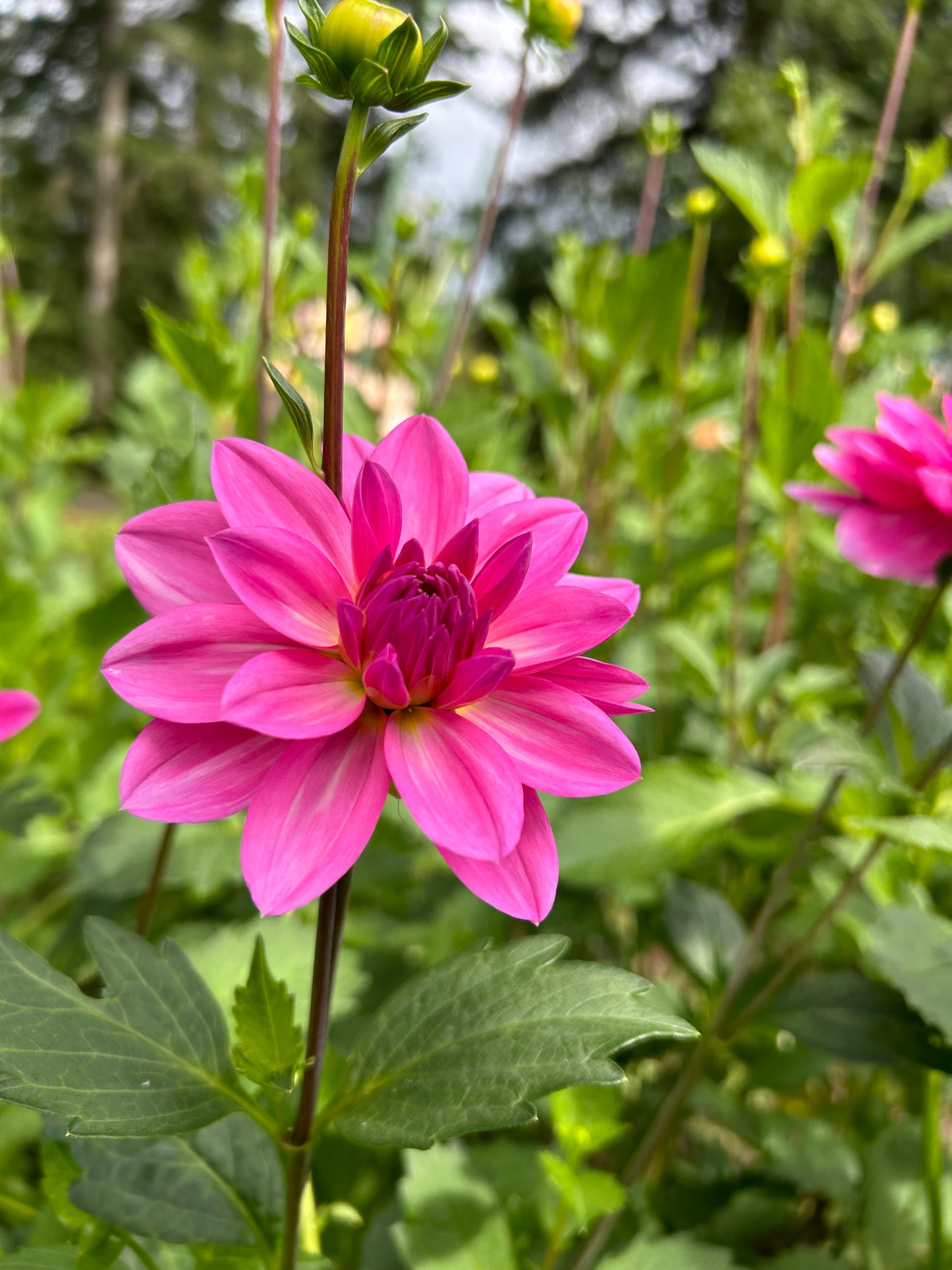 Pink Onesta Waterlily Dahlia✨A Pipers Fav✨