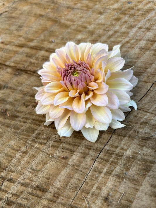 Dandelion Lanes The Special