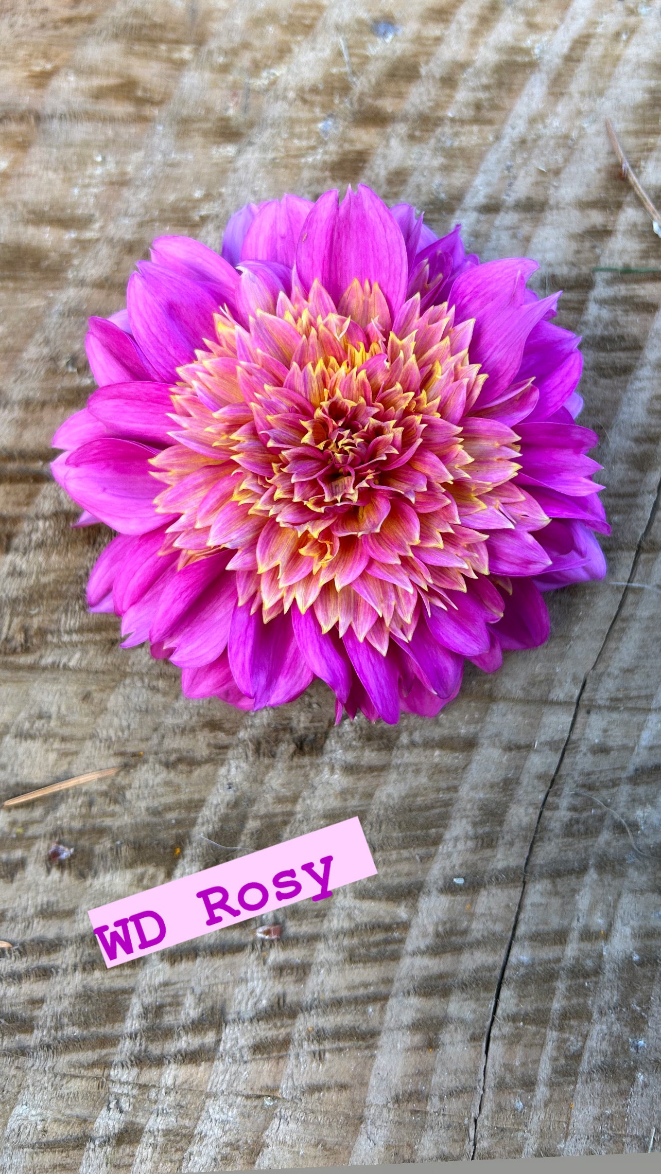 WD Rosy