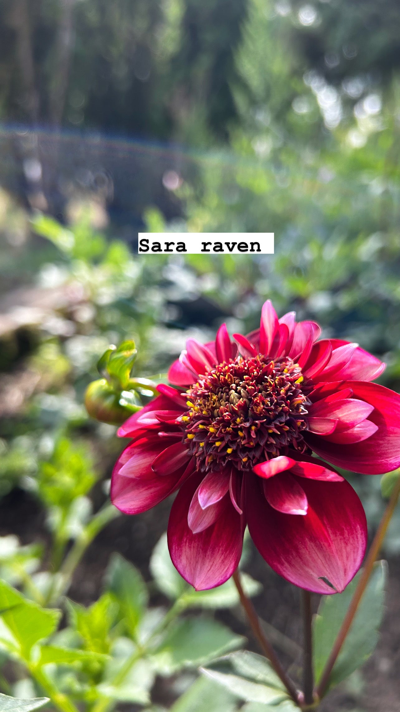 Sara Raven