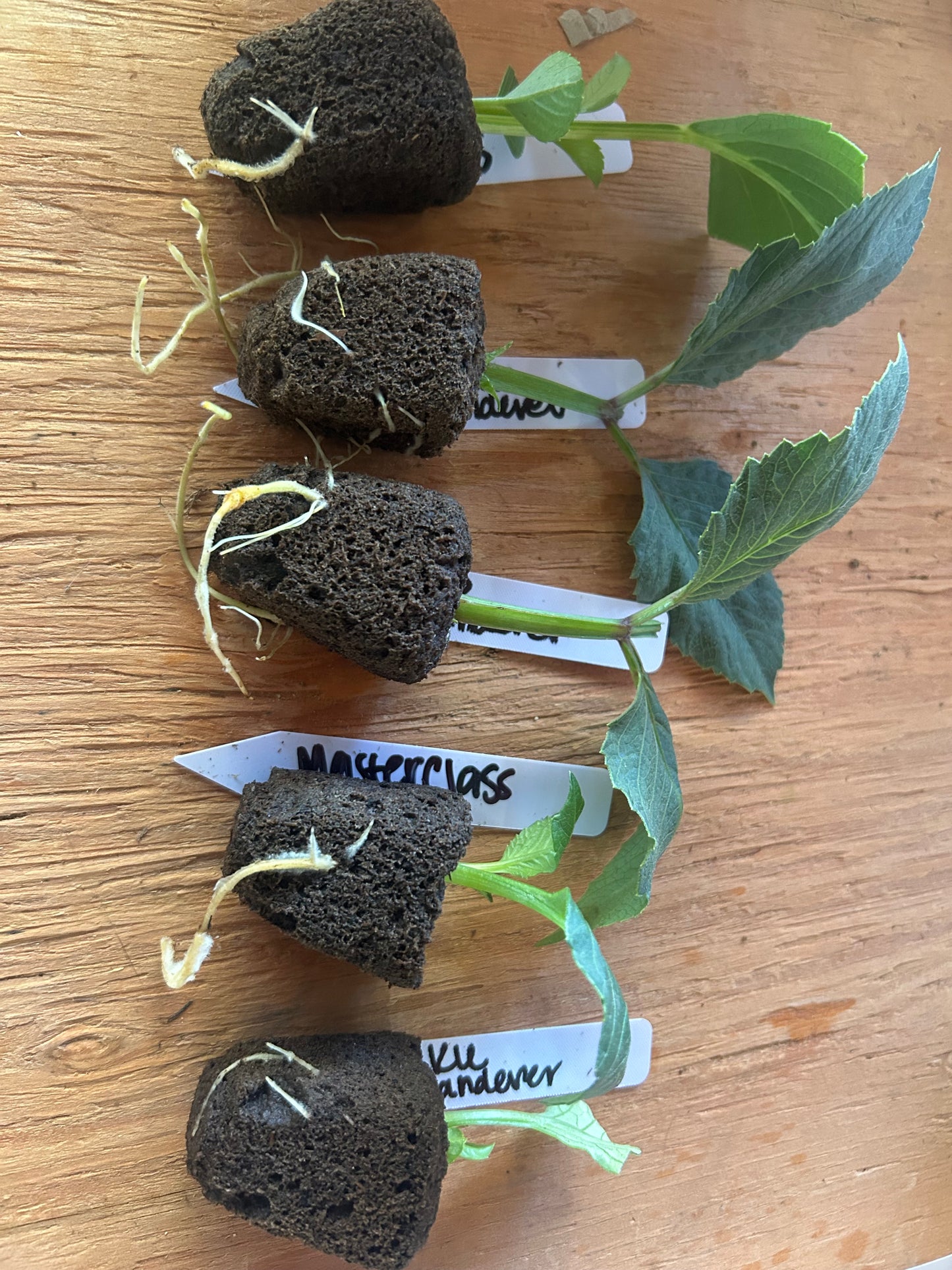 AK Antique Rose Rooted Cutting