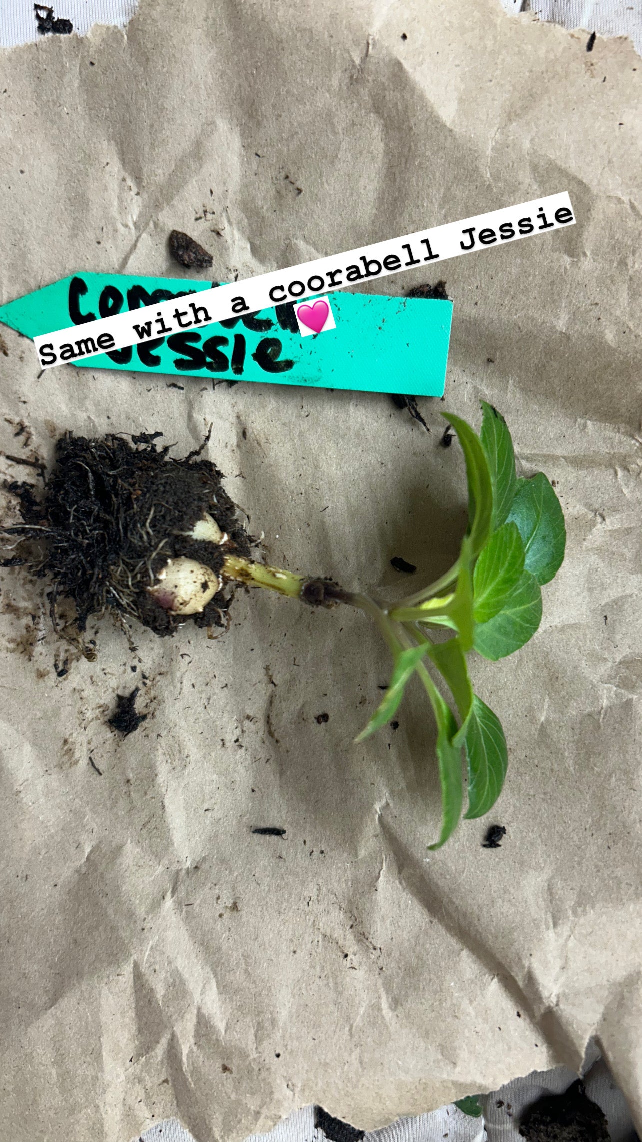 Fall shipped rooted dahlia cutting - Coorabell Jessie