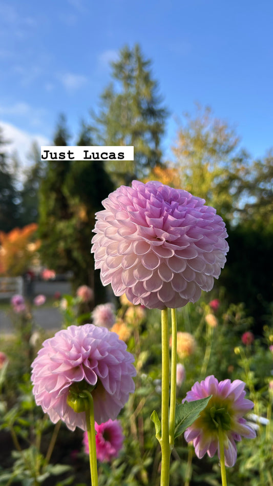 Just Lucas