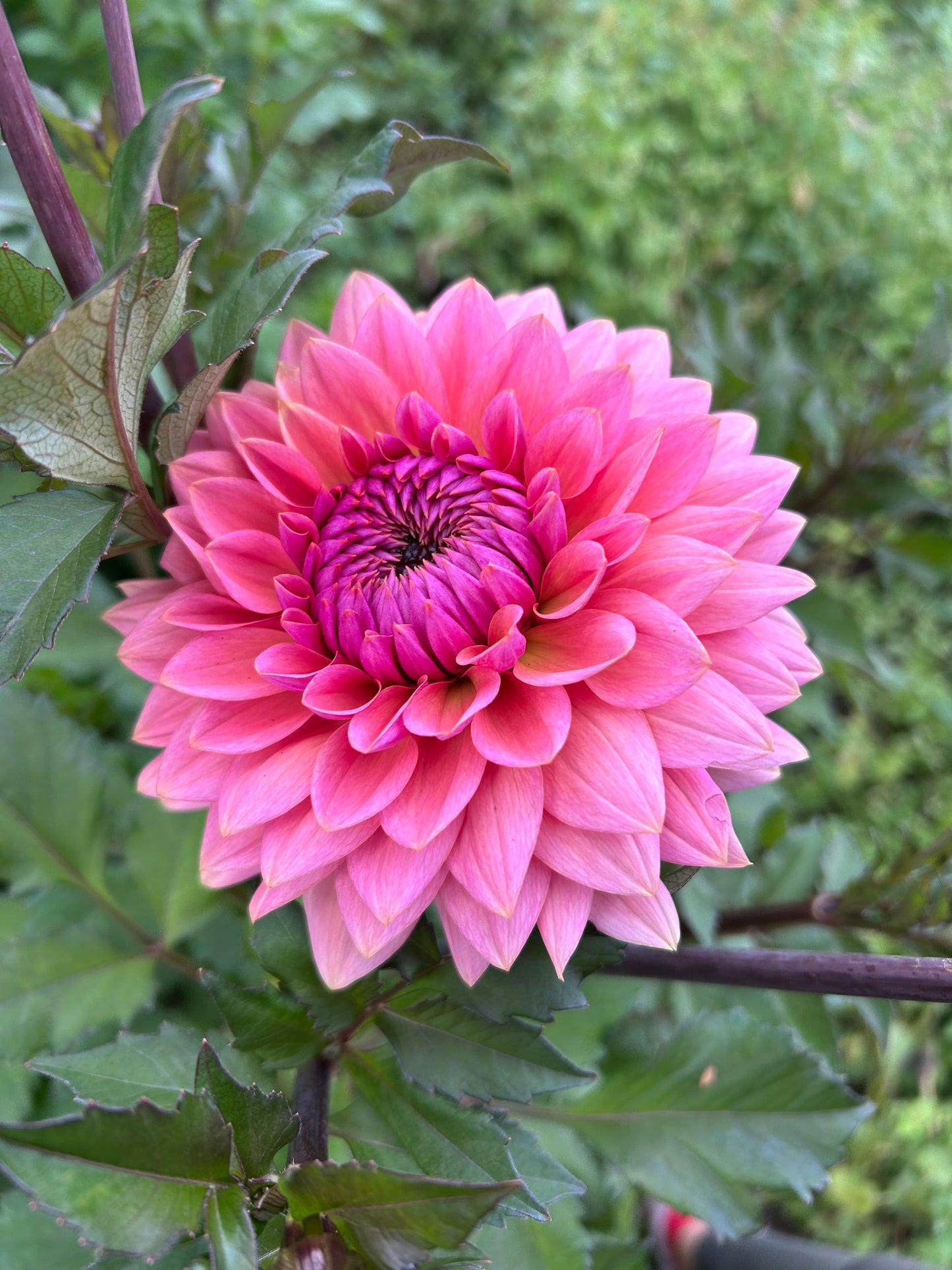 Sweet Sanne