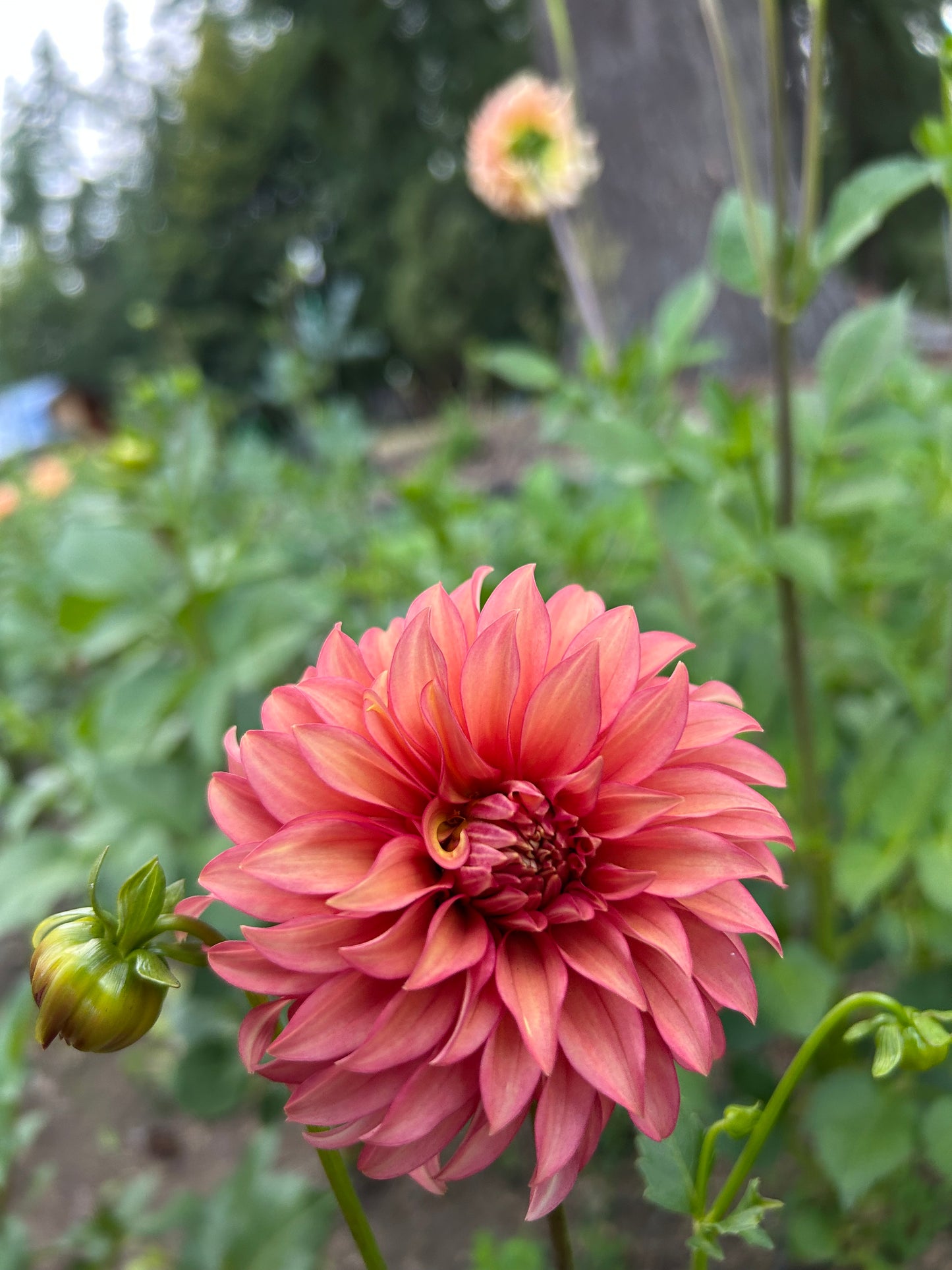 Clearview Cinnabar