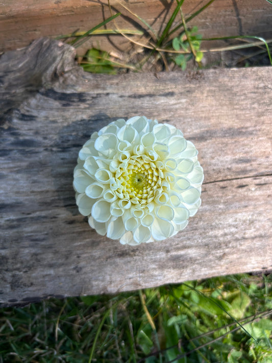 Winkie Vanilla Rooted Cutting