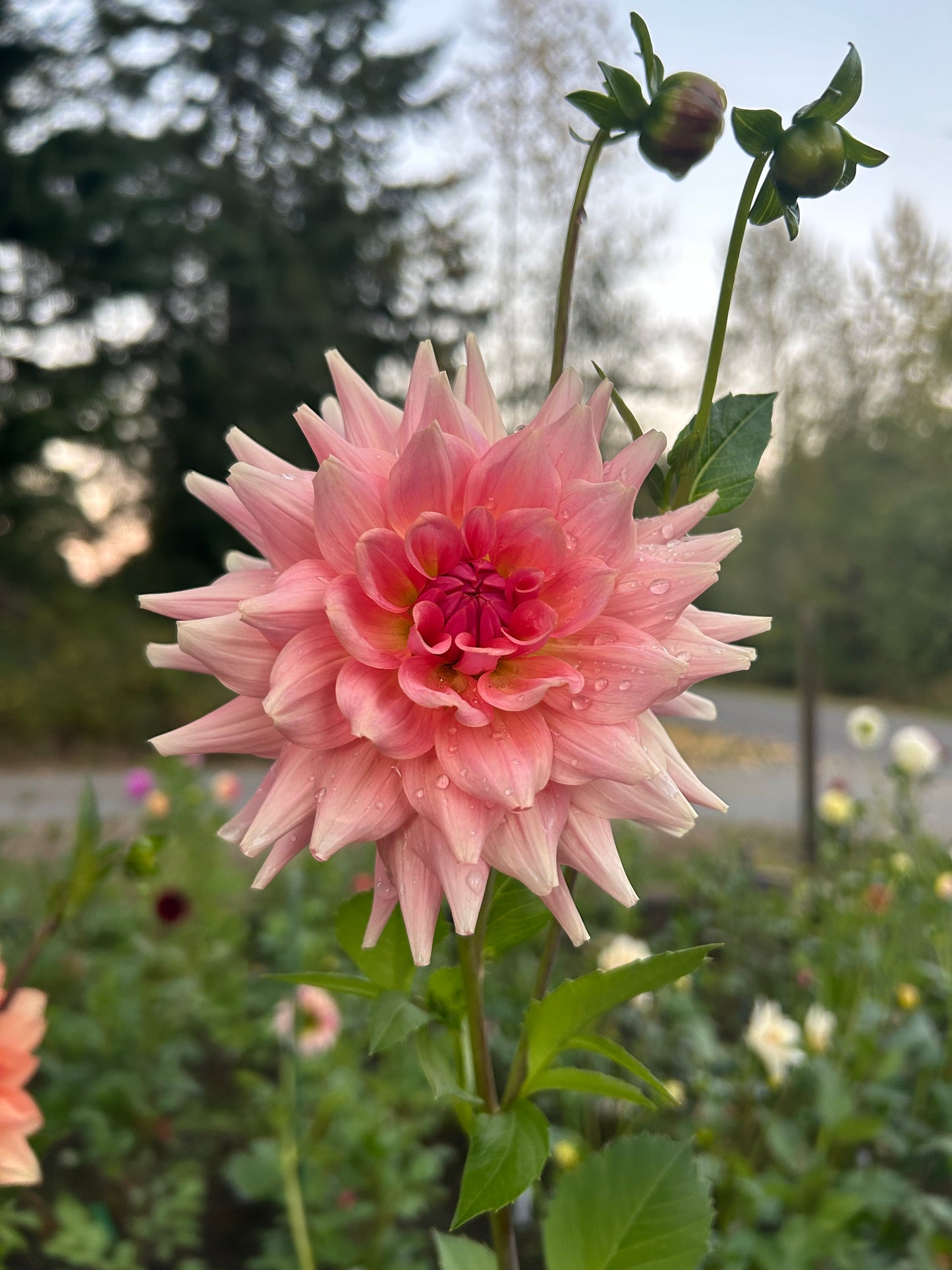 RM Fairy Wings 🩷a pipers fav 🩷