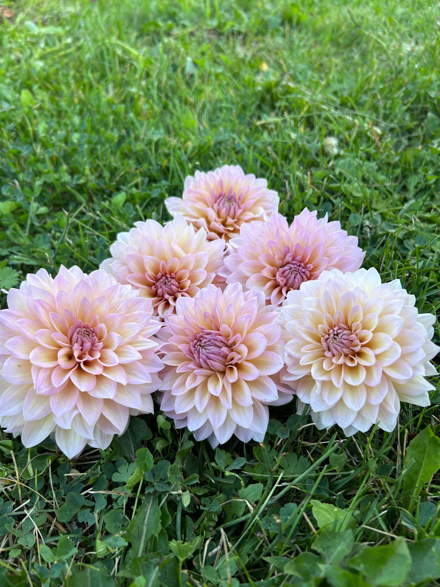 Dandelion Lanes The Special