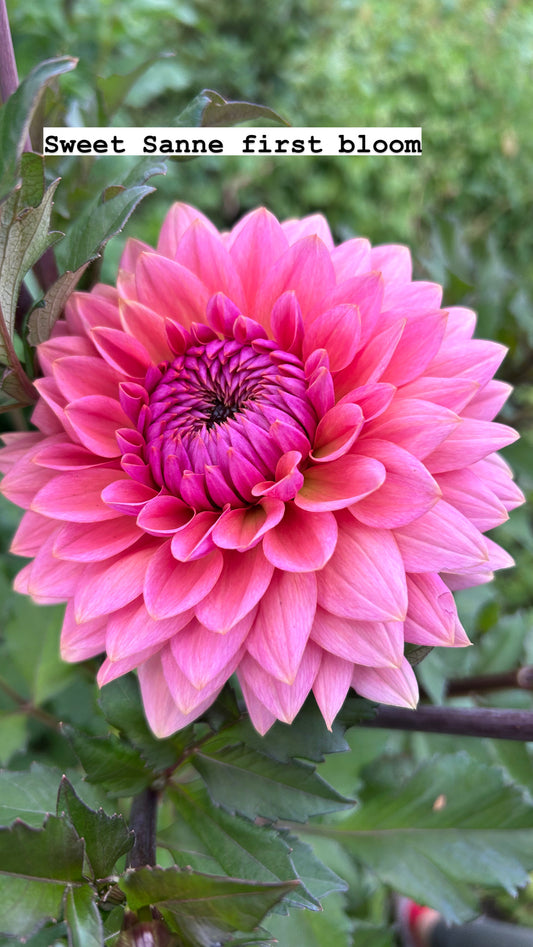 Sweet Sanne