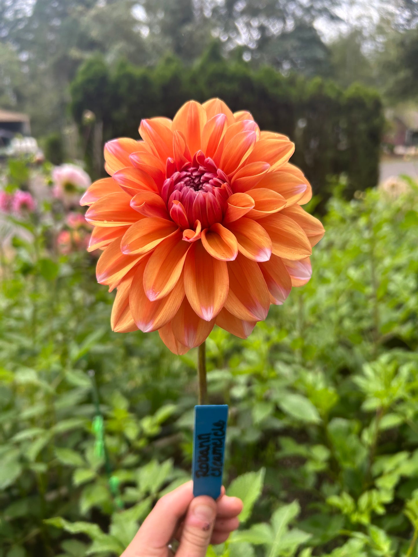 Robann Creamsicle ✨A Pipers Fav✨