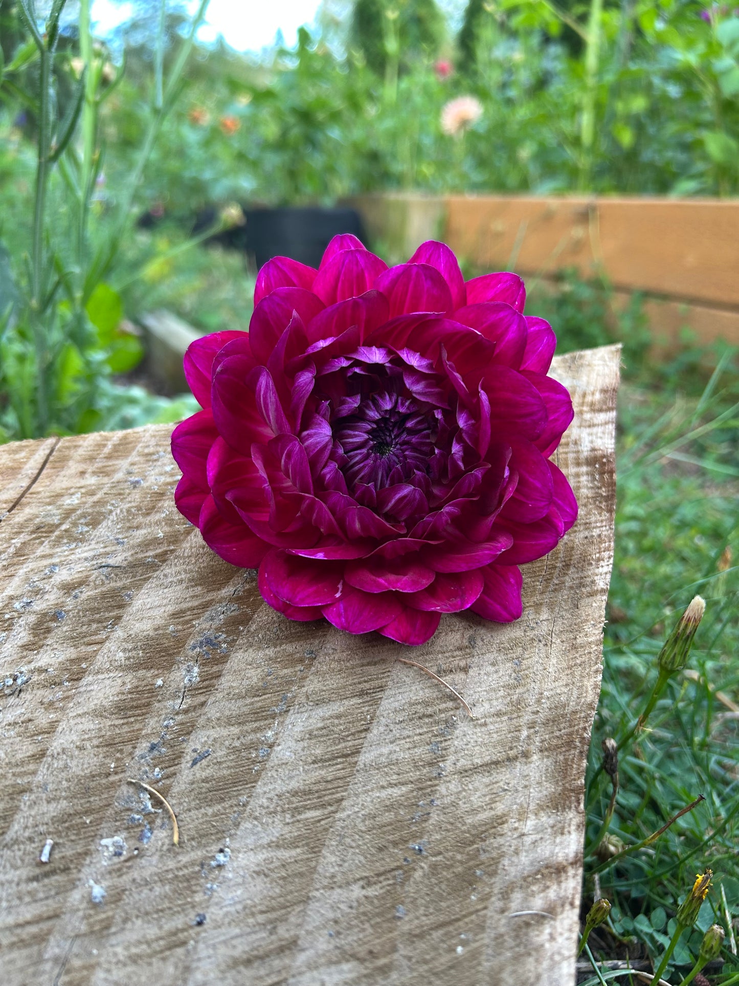 Sandia Bertha