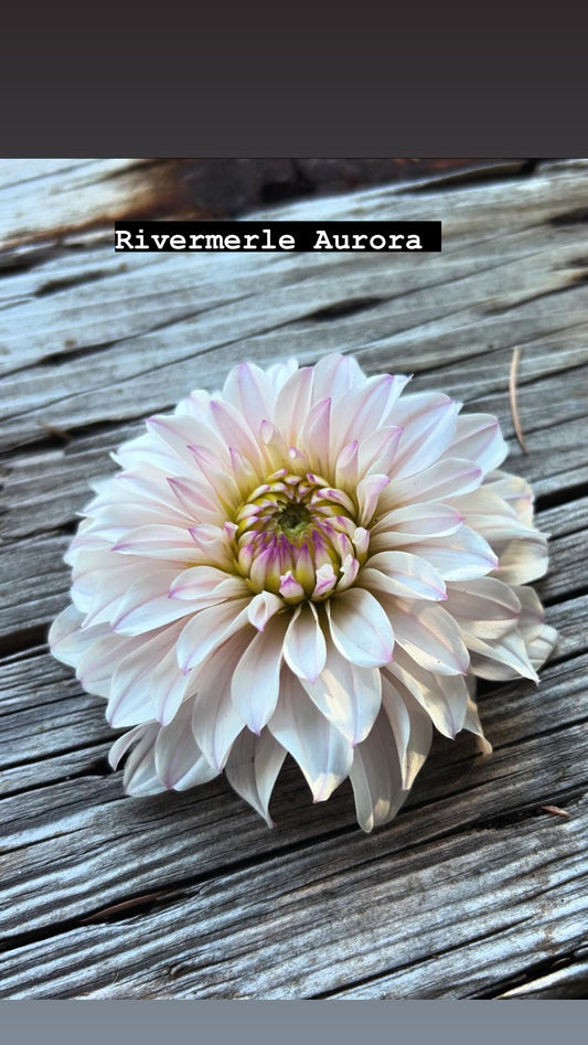 RM Aurora