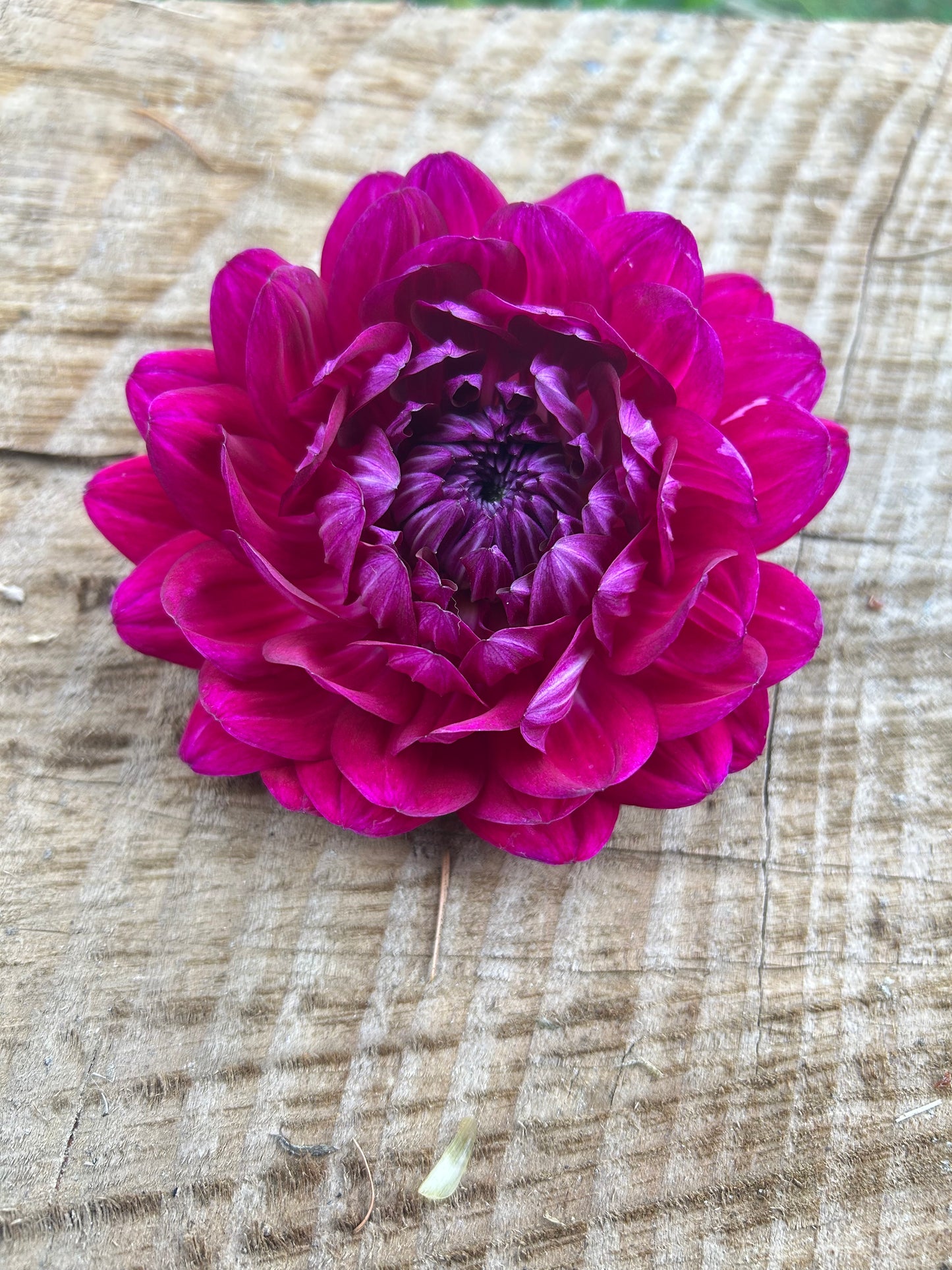 Sandia Bertha