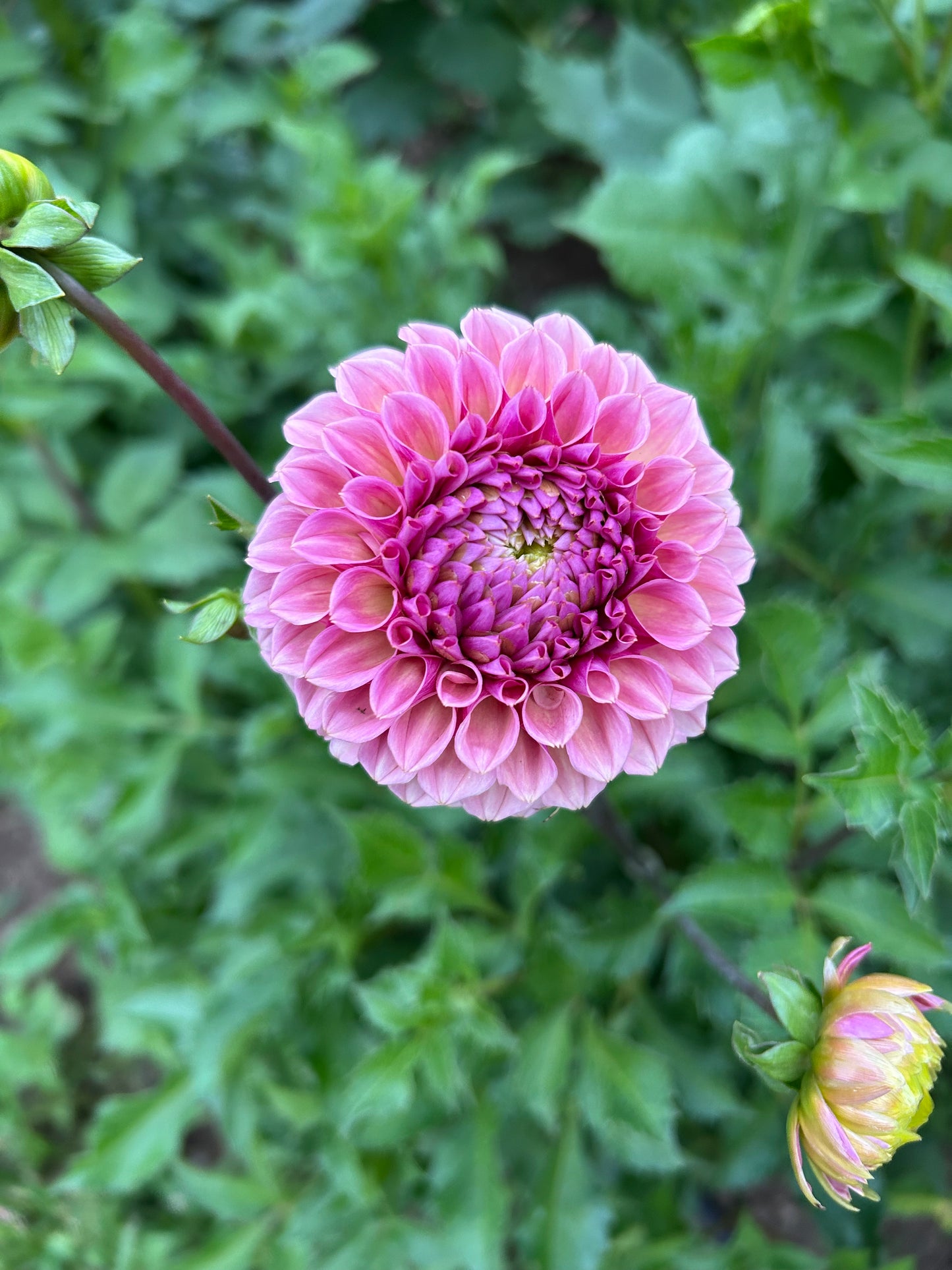 Bracken Rose