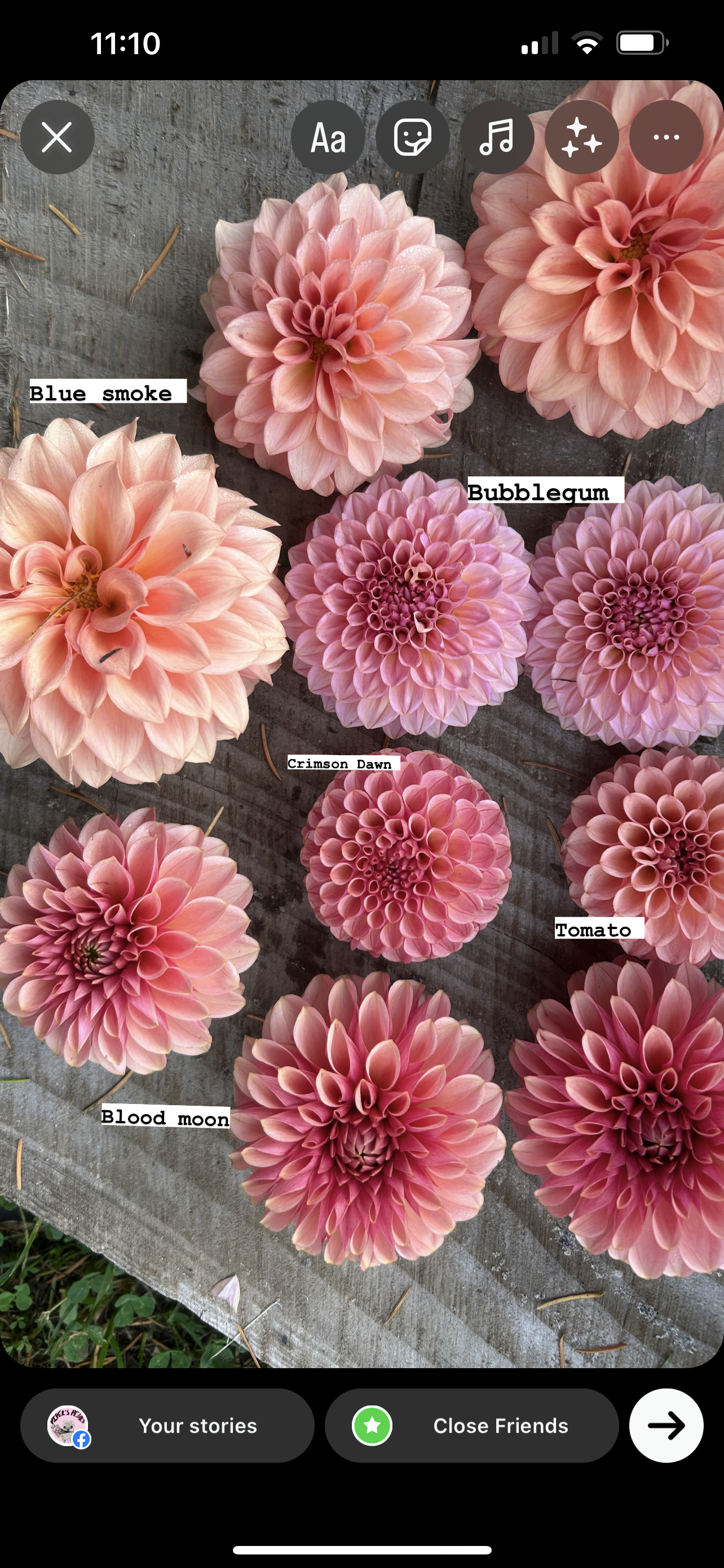 Levi’s crimson dawn