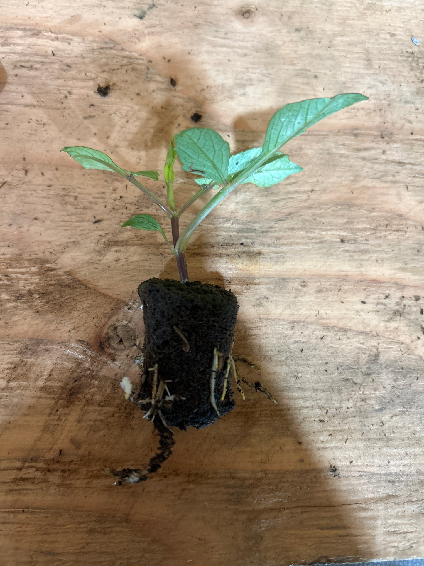 Fall shipped rooted dahlia cutting- Carolina Wagemans