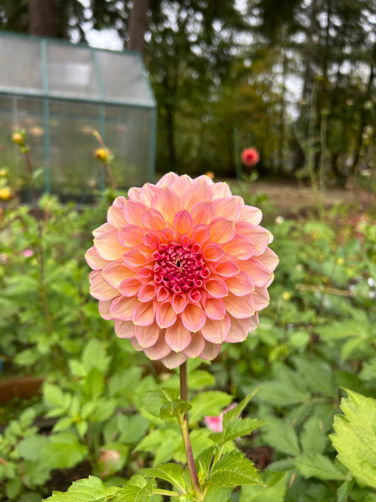 Fall shipped rooted dahlia cutting- Cameo Peach