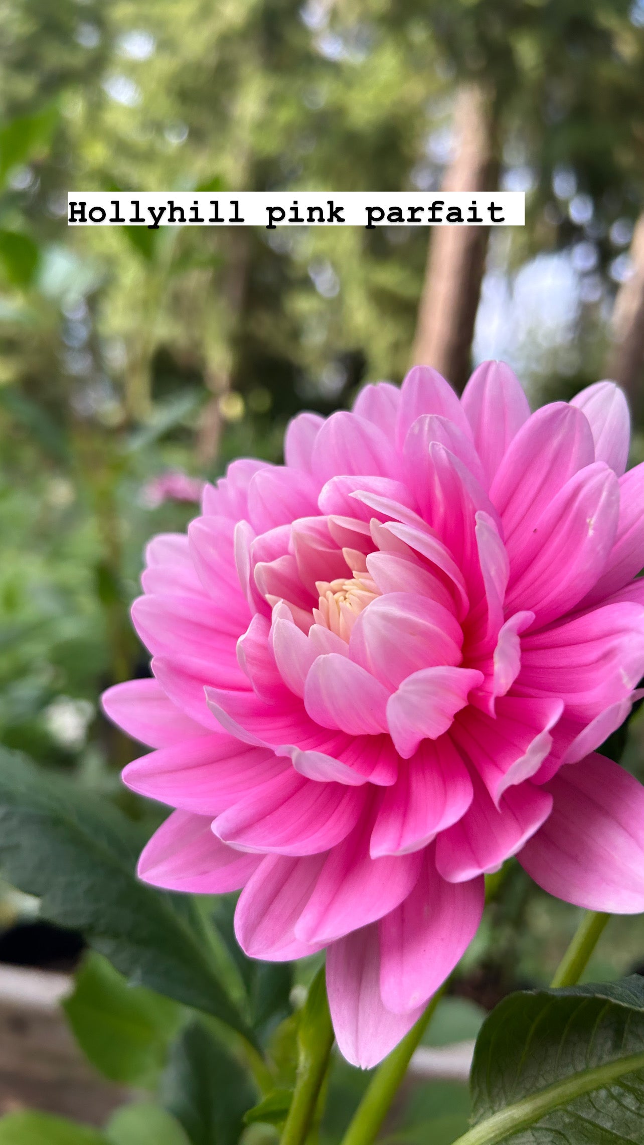 HollyHill Pink Parfait