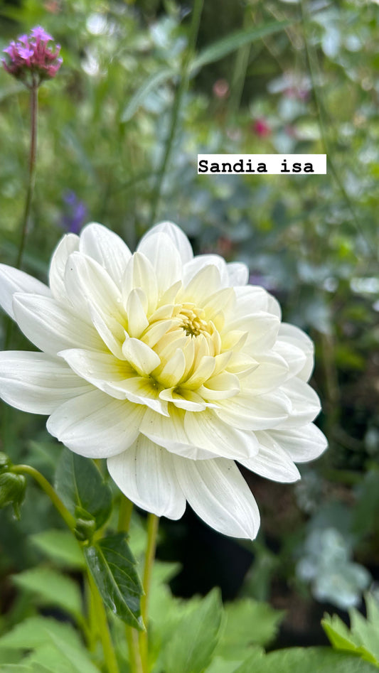 Sandia isa