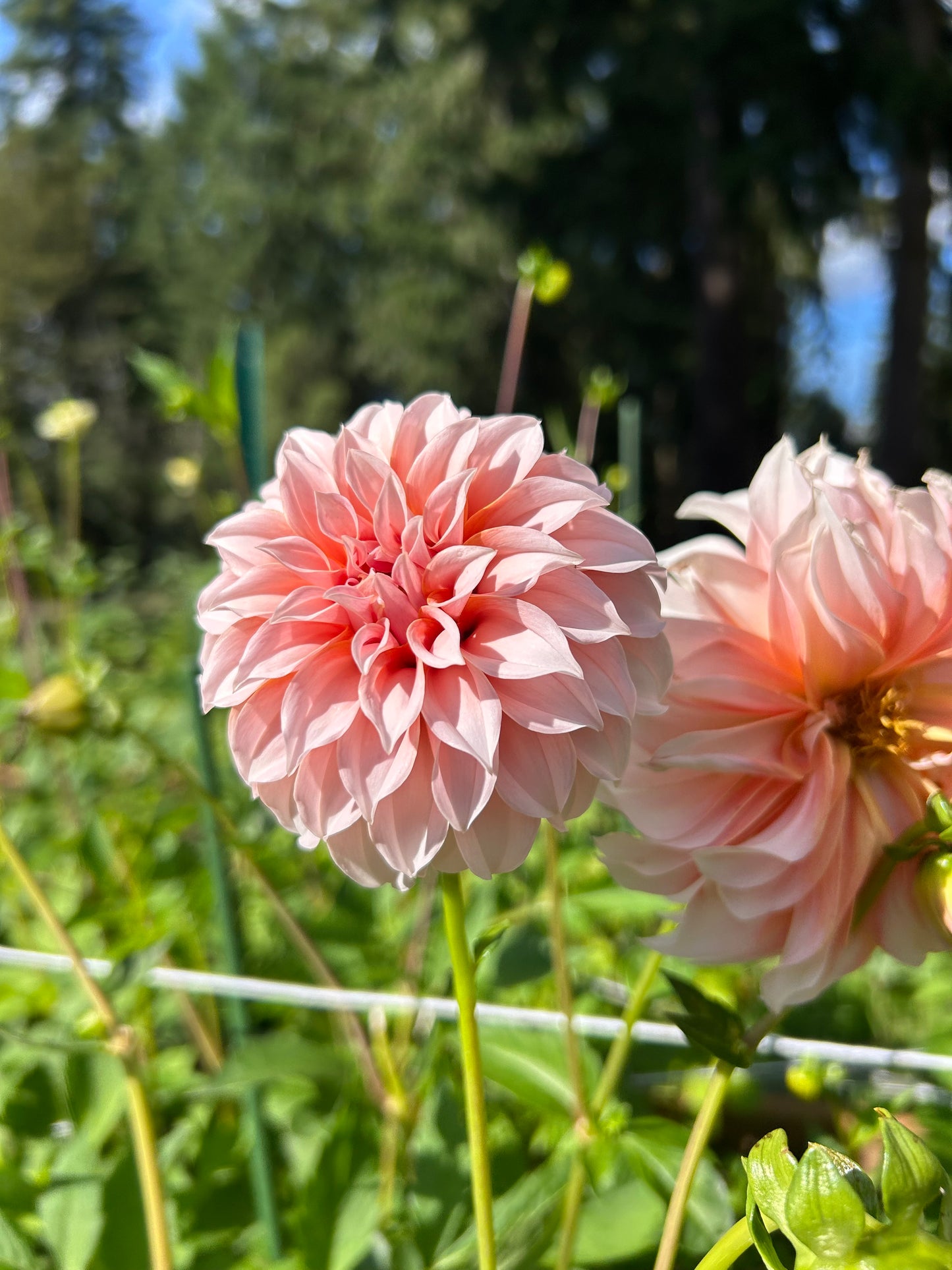 Peaches and Cream ✨A Pipers Fav✨