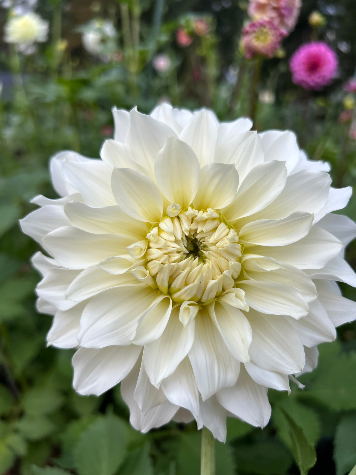 Glossy Florentine