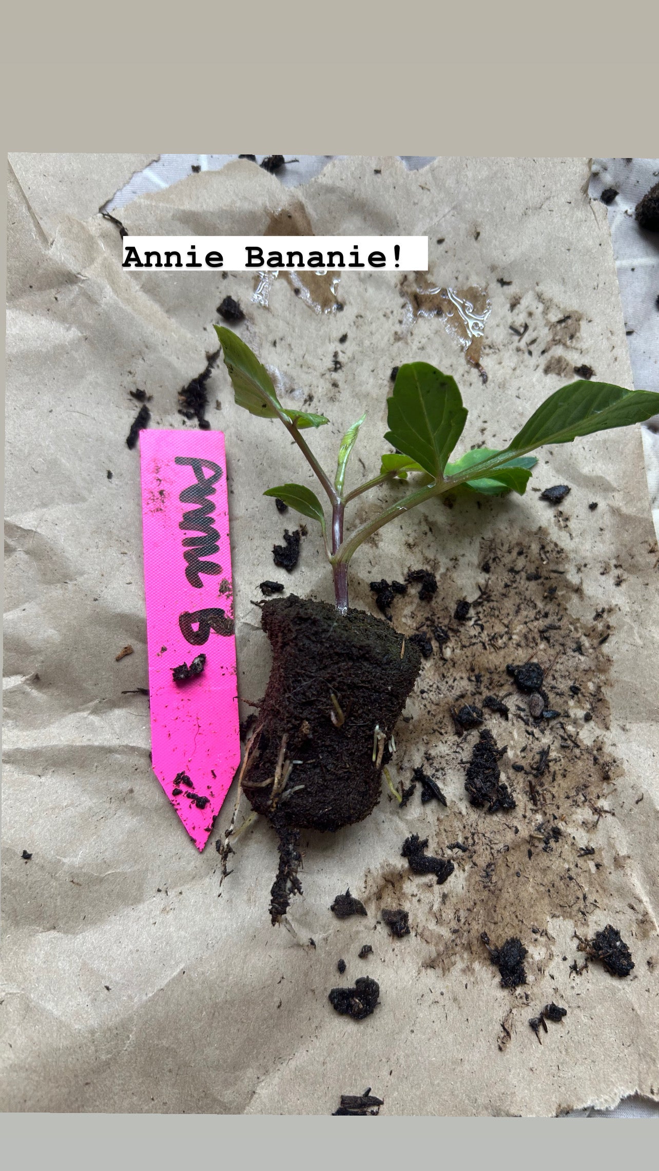 Fall shipped rooted dahlia cutting- Annie Bananie