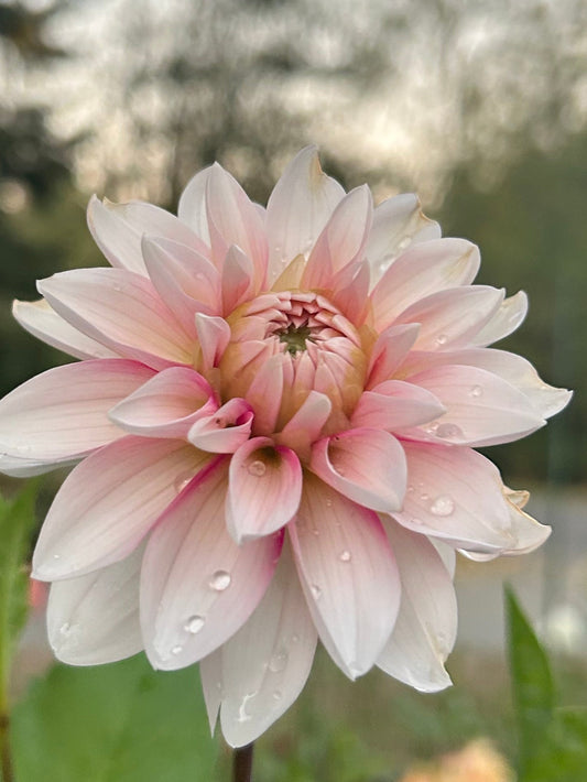 Budapest Blush
