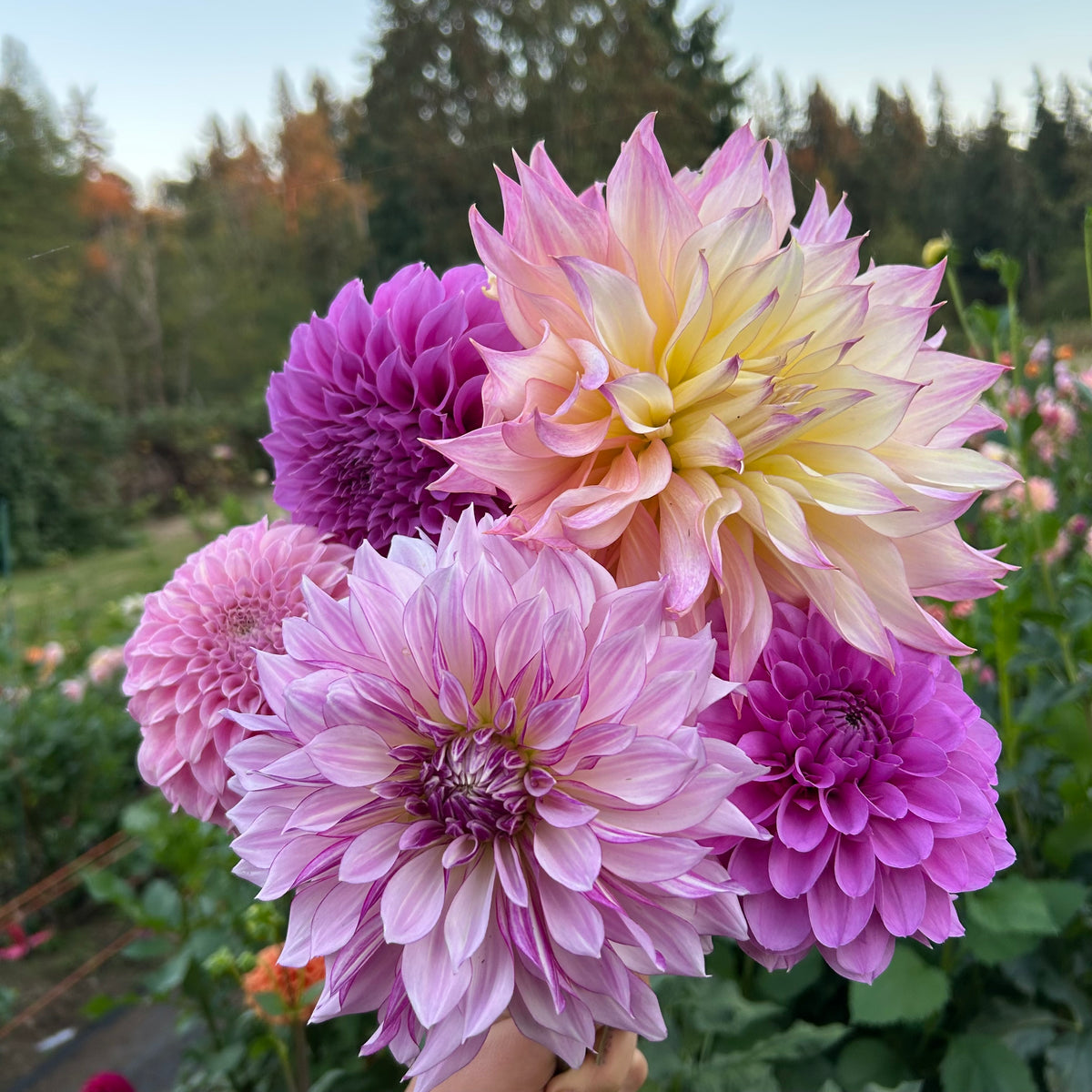 Garden Of Love