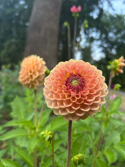 20th Ave softer peach