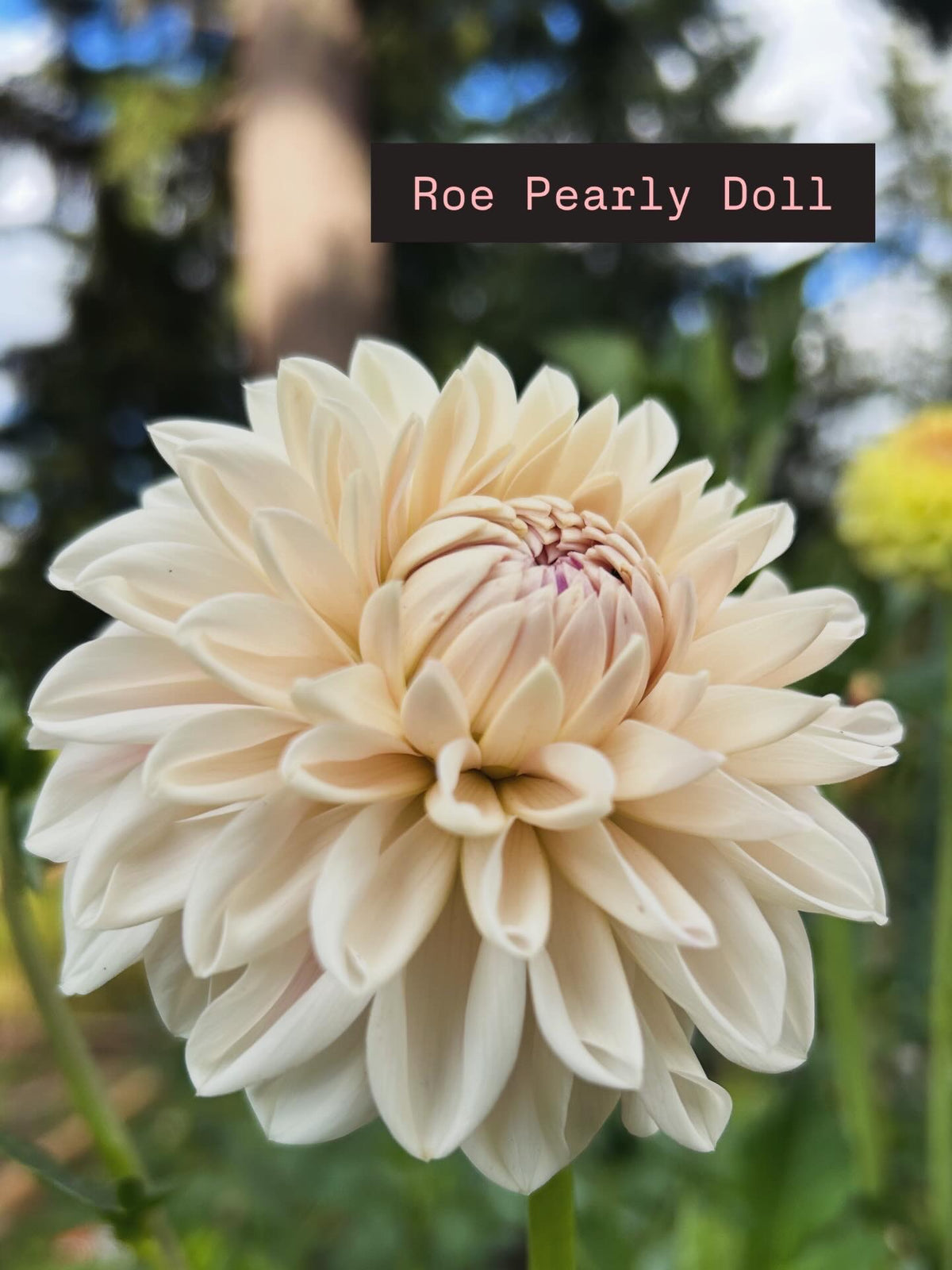 Roe pearly doll