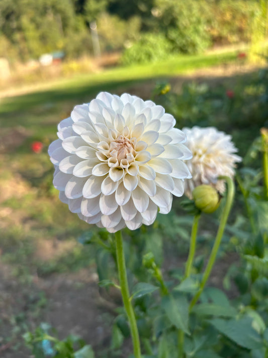 Tahoma Stellar Feller
