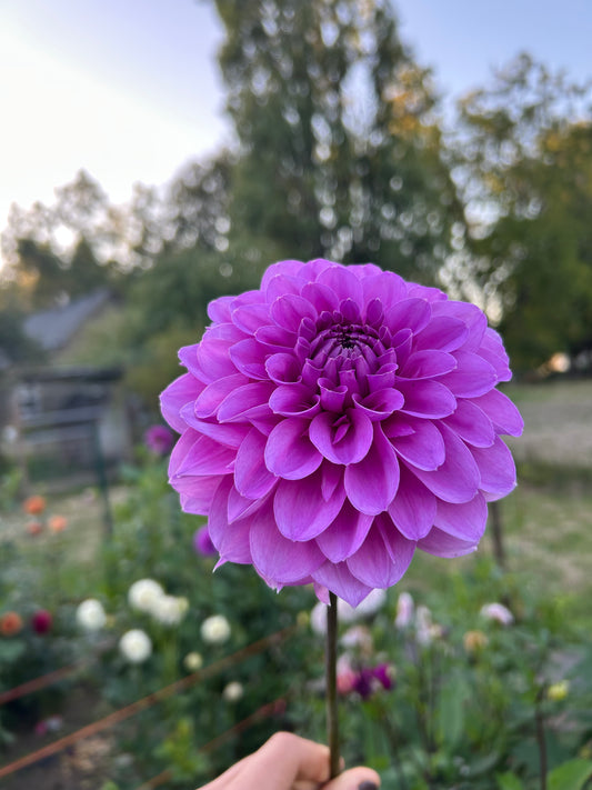 Tutu