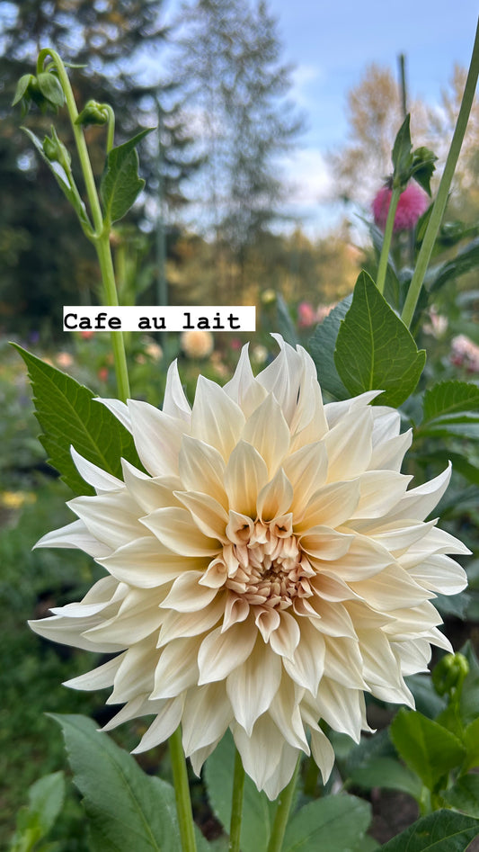 Cafe Au Lait (CAL)
